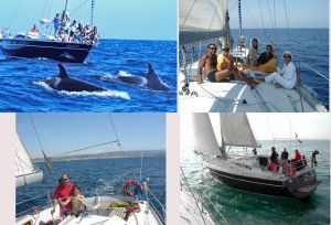 The Sailingboat Whale and dolphin watching in sailingboat, sail thru The Straight of Gibraltar.