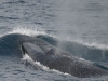 Whale-Dolphin-watching-strait-gibraltar-tarifa-ballena-piloto