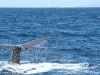 Whale-Dolphin-watching-strait-gibraltar-tarifa-cachalote