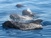 Whale-Dolphin-watching-strait-gibraltar-tarifa-gm-estrecho-5