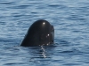 Whale-Dolphin-watching-strait-gibraltar-tarifa-gm-estrecho