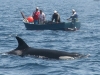 Whale-Dolphin-watching-strait-gibraltar-tarifa-oo-estrecho-8