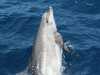 Whale-Dolphin-watching-strait-gibraltar-tarifa-tt-estrecho-2