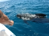 Adventures-Excursions-trips-Tarifa-Strait-Gibraltar-8marzo-11