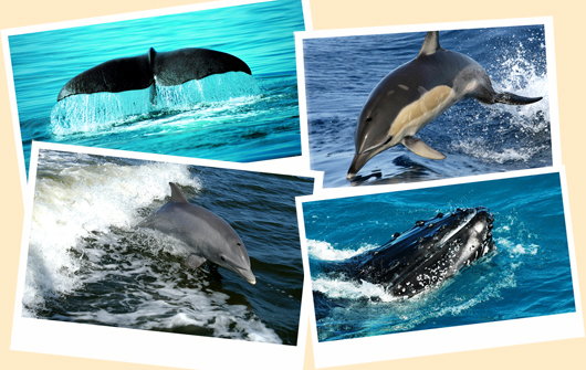 avistamiento-cetaceos-tarifa-estrecho-gibraltar-ballenas-delfines-orcas avistamiento-cetaceos-tarifa-estrecho-gibraltar-ballenas-delfines-orcas