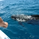 avistamiento-cetaceos-marzo1-estrecho-gibraltar-tarifa.jpg
