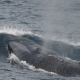 avistamiento-cetaceos-ballena-piloto-estrecho-gibraltar-tarifa.jpg