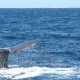avistamiento-cetaceos-cachalote-estrecho-gibraltar-tarifa.jpg