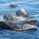 avistamiento-cetaceos-gm-estrecho-gibraltar-tarifa.jpg