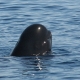 avistamiento-cetaceos-gm2-estrecho-gibraltar-tarifa.jpg
