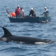 avistamiento-cetaceos-orca-estrecho-gibraltar-tarifa.jpg