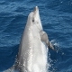 avistamiento-cetaceos-tt-estrecho-gibraltar-tarifa.jpg